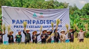 Panen-padi-bupati-Pasuruan