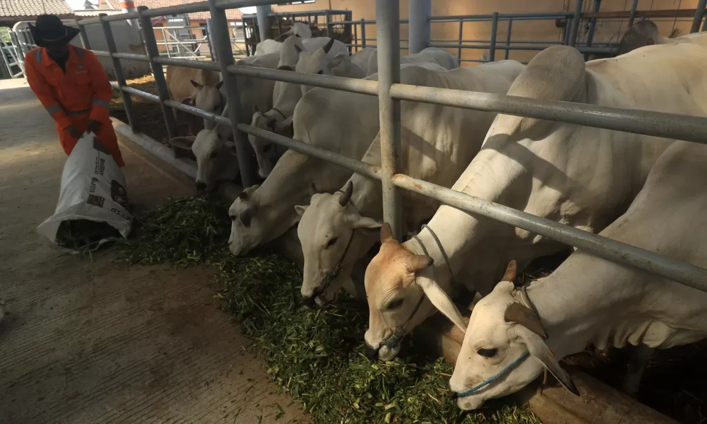 WhatsApp-Image-2025-09-12-at-161337_61995f05-1839006165