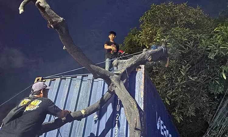 f-evakuasi-pohon-tumbang-menimpa-peti-kemas-berada-di-Desa-Karangrejo-Kecamatan-Gempol-2istimewa-2774327737