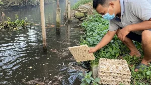 dibuang-mahrus-salah-satu-peternak-burung-puyuh-yang-memilih-untuk-membuang-telur-telur-produksi-ternaknya-lantaran-tak-terserap-pasar-muhamad-busthomiradar-bromo-du0Ia