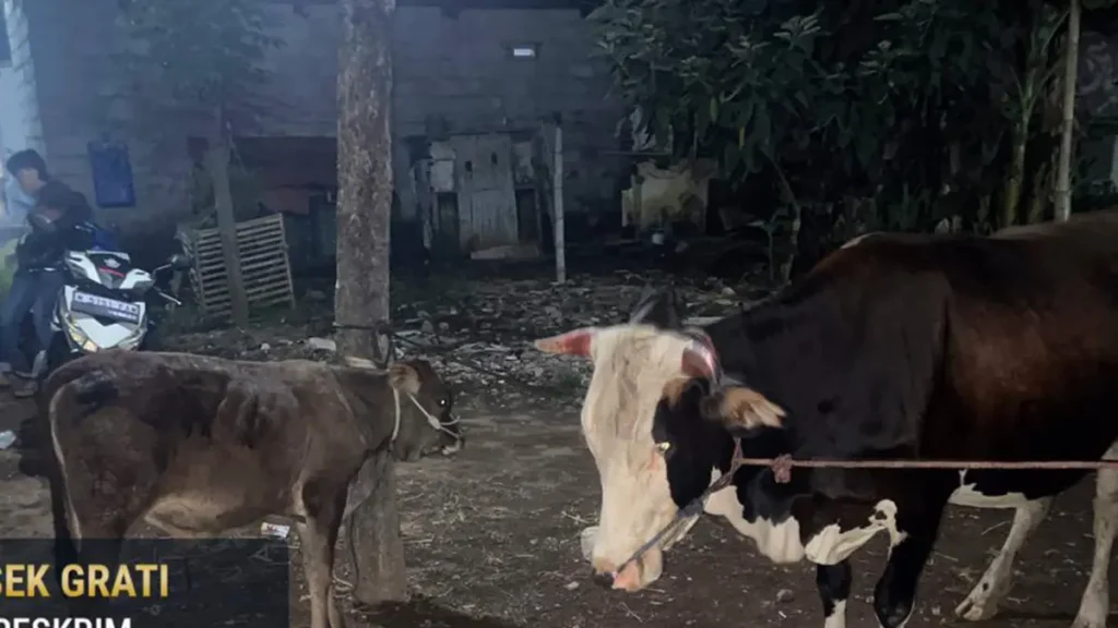 dua-sapi-yang-berhasil-diamankan-petugas-setelah-sempat-berupaya-dicuri-dUHgG