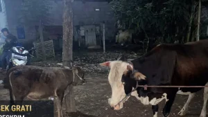 dua-sapi-yang-berhasil-diamankan-petugas-setelah-sempat-berupaya-dicuri-dUHgG