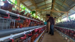 ketahanan-pangan-kandang-ayam-petelur-di-desa-sanganom-mampu-menopang-ketahanan-pangan-foto-pemdes-sanganom-for-jawa-pos-radar-bromo-IzfJ5