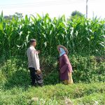 Optimistis Panen Bagus, Bhabinkamtibmas Laporkan Tanaman Jagung di Gunting Tumbuh Subur