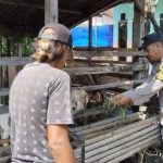 Pantauan Bhabinkamtibmas, Budidaya Kambing di Kauman Tunjukkan Perkembangan Positif
